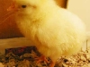 chick1.jpg